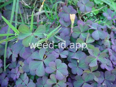 woodsorrel, creeping