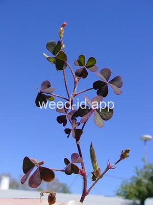 woodsorrel, creeping