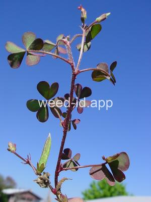woodsorrel, creeping