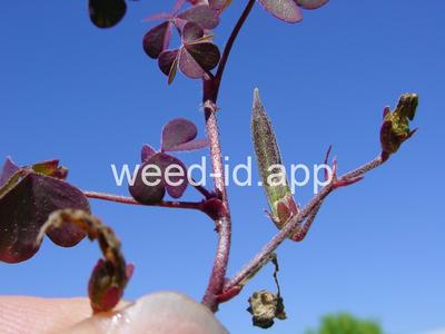 woodsorrel, creeping