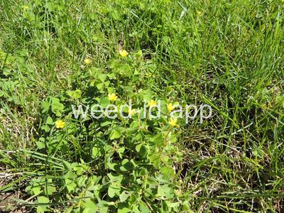 woodsorrel, creeping