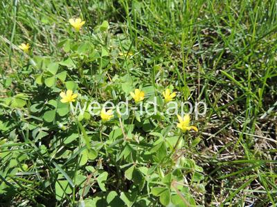 woodsorrel, creeping