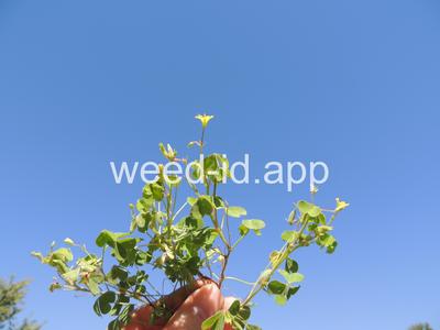 woodsorrel, creeping