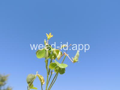 woodsorrel, creeping