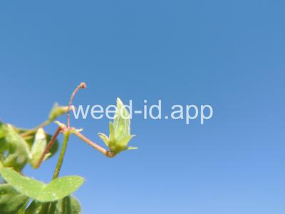 woodsorrel, creeping