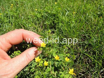 woodsorrel, creeping