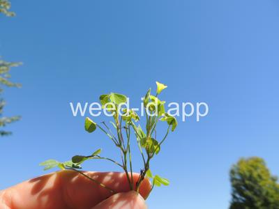 woodsorrel, creeping