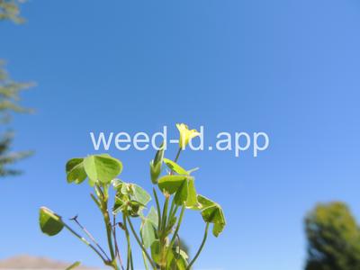 woodsorrel, creeping