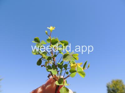 woodsorrel, creeping