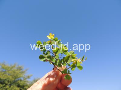 woodsorrel, creeping