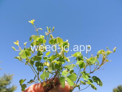 woodsorrel, creeping