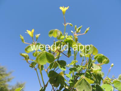 woodsorrel, creeping