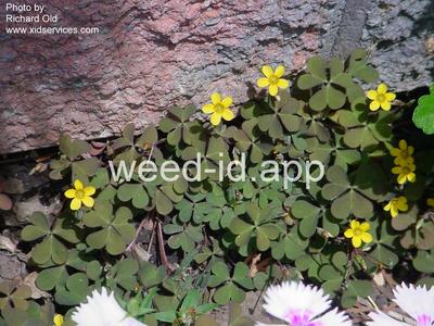 woodsorrel, creeping