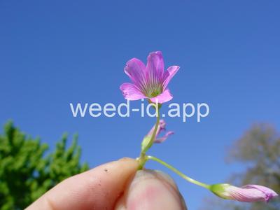 Oxalis debilis