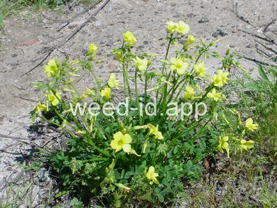 oxalis, buttercup