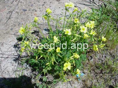 oxalis, buttercup