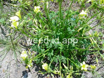 oxalis, buttercup