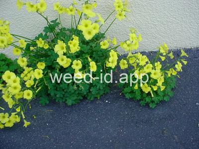 oxalis, buttercup