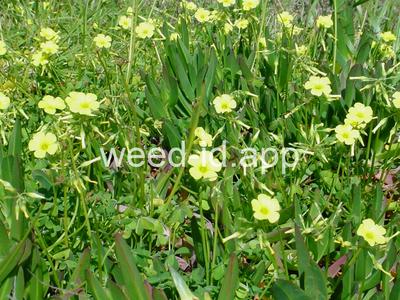 oxalis, buttercup