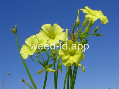 oxalis, buttercup