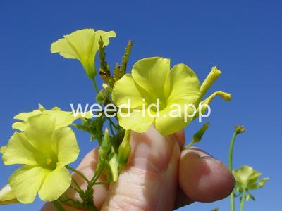 oxalis, buttercup