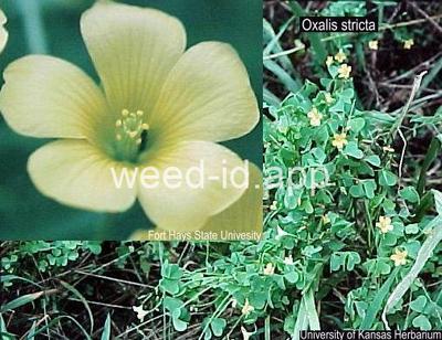 woodsorrel, yellow
