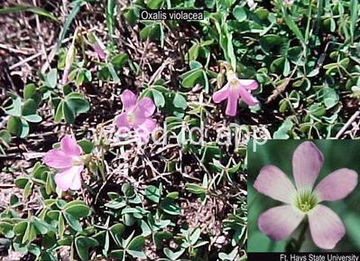 woodsorrel, violet