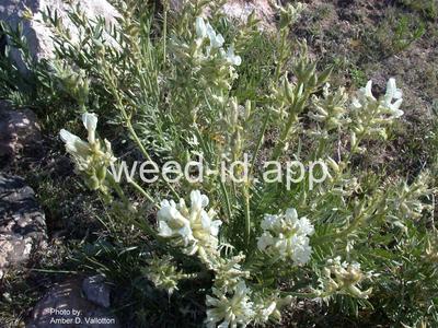 crazyweed, silky