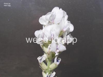 crazyweed, silky