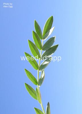 crazyweed, silky