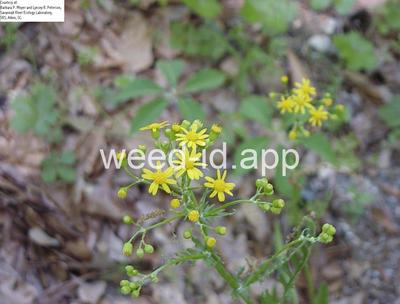 groundsel, cressleaf