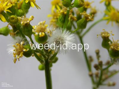 groundsel, cressleaf