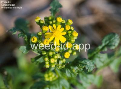 groundsel, cressleaf