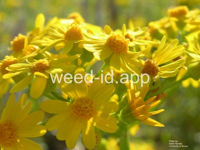 groundsel, cressleaf