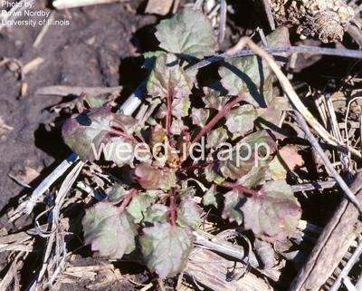 groundsel, cressleaf