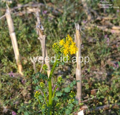 groundsel, cressleaf