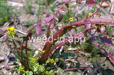 groundsel, cressleaf