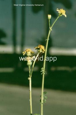 groundsel, cressleaf