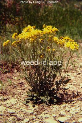 groundsel, prairie