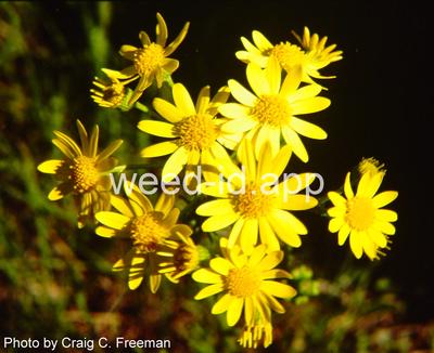 groundsel, prairie
