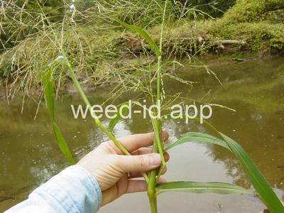 Panicum dichotomiflorum