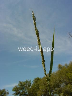 Panicum obtusum
