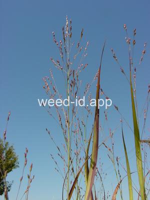 Panicum virgatum