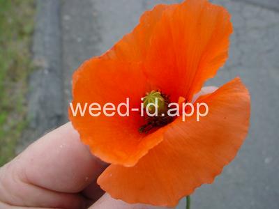 poppy, field