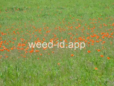 poppy, field