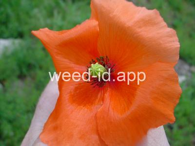 poppy, field