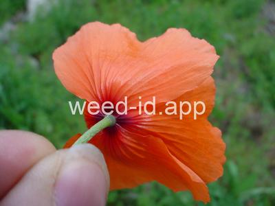 poppy, field