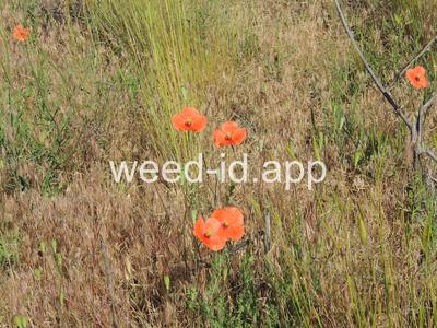 poppy, field