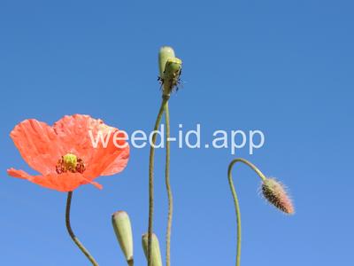poppy, field