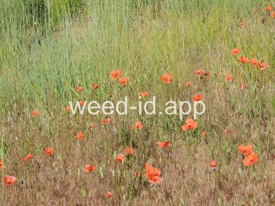 poppy, field